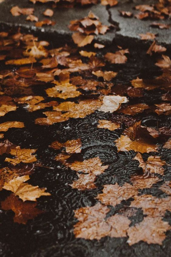 shopADASA's tweet photo. can't wait for the leaves to change its color, and the weather gets cooler. aahhh, fall season is near, cozy season is here 🍁🍂 https://t.co/wq1d7xlQep
