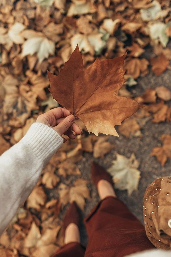 shopADASA's tweet photo. can't wait for the leaves to change its color, and the weather gets cooler. aahhh, fall season is near, cozy season is here 🍁🍂 https://t.co/wq1d7xlQep