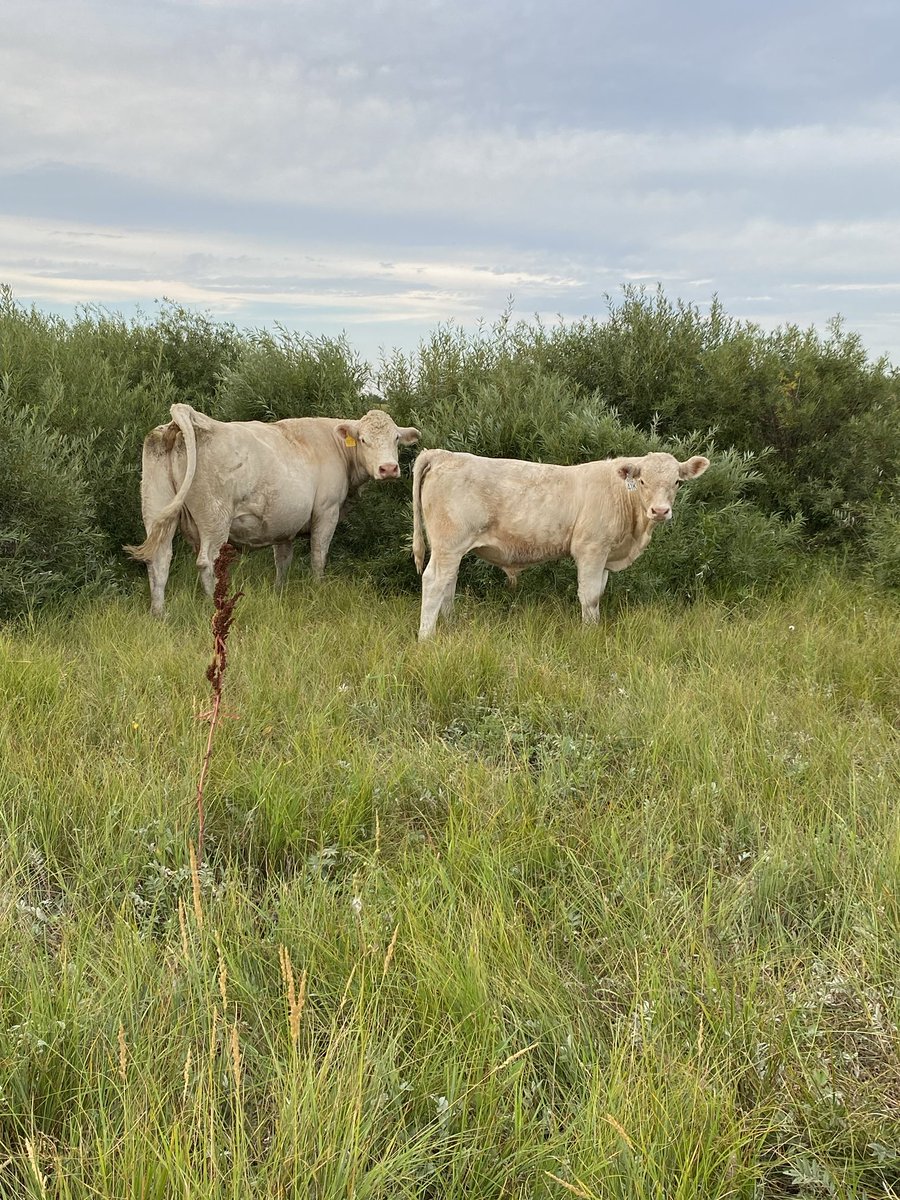 I’ve not many regrets in my #Charolais career, but not getting this top producing cow flushed is one of them. She’s a dandy. Strapping BlackJack calf at side and bred back that way. Jan 9, they’re both available as well as 170 more. #CharDispersal