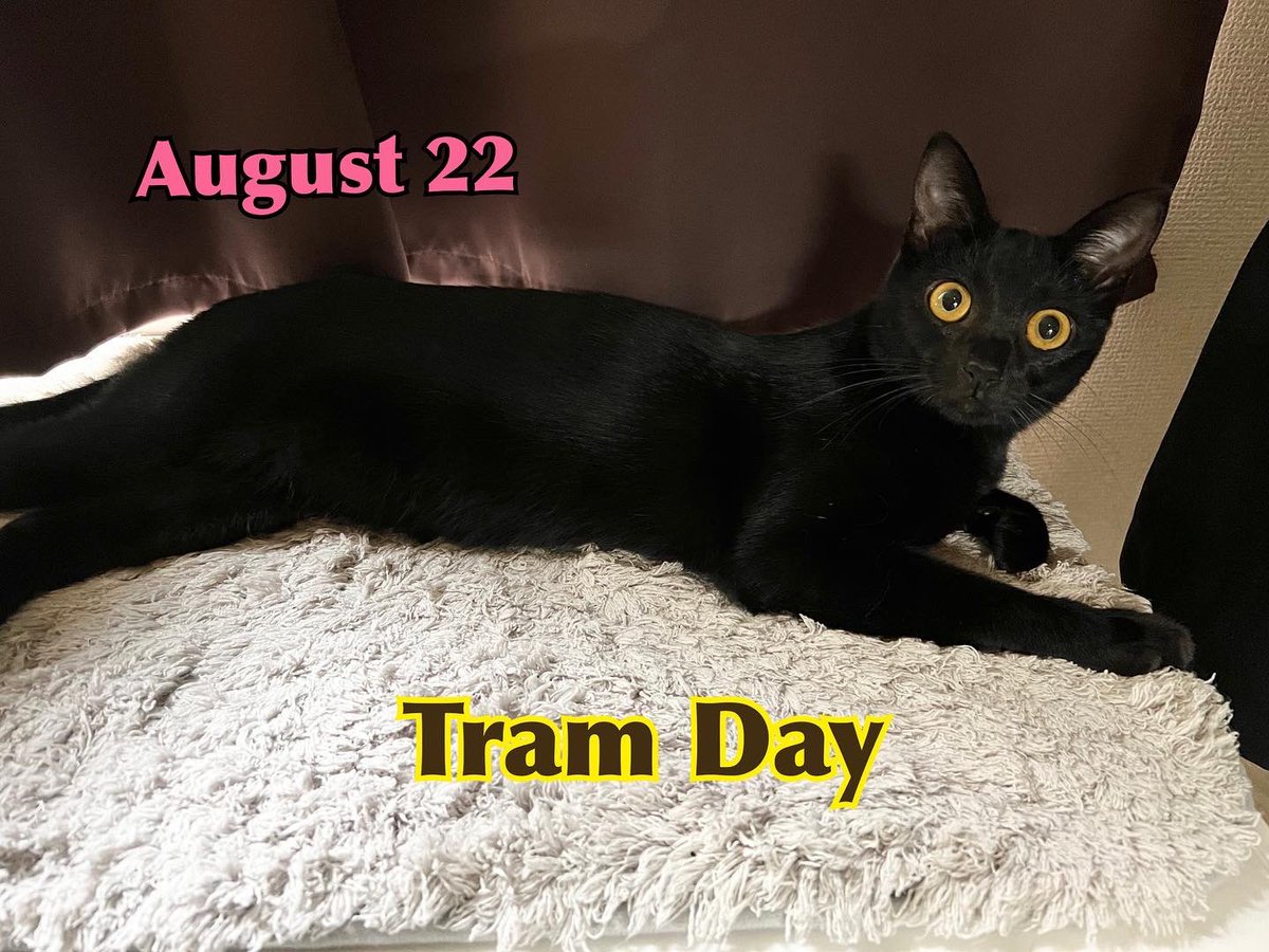 Mel09202020's tweet photo. August 22nd is Tram Day in Japan🚋
Are there trams in your city?
Tokyo Sakura Tram is the only streetcar left in Tokyo.

#cat #rescuecat #catsoftwitter #catsontwitter #luasdailylife #adoptdontshop #blackcat
#tramday https://t.co/IMpwjjXzT1