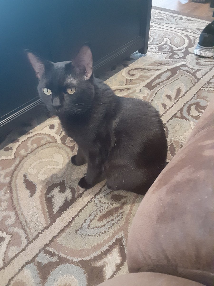 OnBearFeet's tweet photo. The most innocent of trickster voids. #Lokitty https://t.co/ZqnEJkld1K