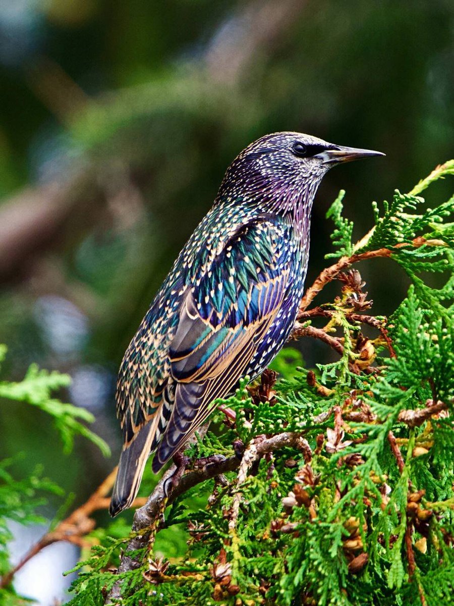 Mandy83041670's tweet photo. European Purple-winged Starling, an invasive species in North America��#birdphotography
#wildlife
#BirdTwitter
#smallbird
#photography
#birdwatching
#birding
#birdphotography
#wildlifephotography 
#birds 
#TwitterNatureCommunity
#birdphotography
#wildlifephotography 
#birdcpp https://t.co/jYnyRLGqdr
