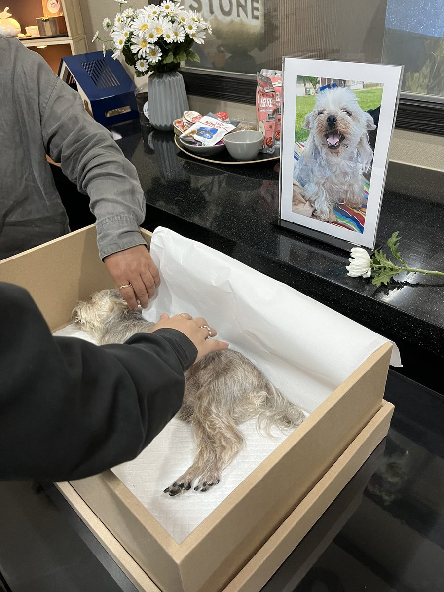 Billy_Broccoli_'s tweet photo. 어제 저희집 첫째 강아지가 무지개 다리를 건넜어요. 뭐가 그리 급했던건지 병원 도착하기 3분 전에 떠났어요. 가족을 보내는건 처음이라 그저 슬프기만 하네요.. 부디 아프지말고 건강히 행복하게 지내길 바라며 다시 태어난다면 꼭 사랑받고 말할 수 있는 사람으로 태어나길 사랑해 그동안 고마웠어 https://t.co/kaz4cZKiC9
