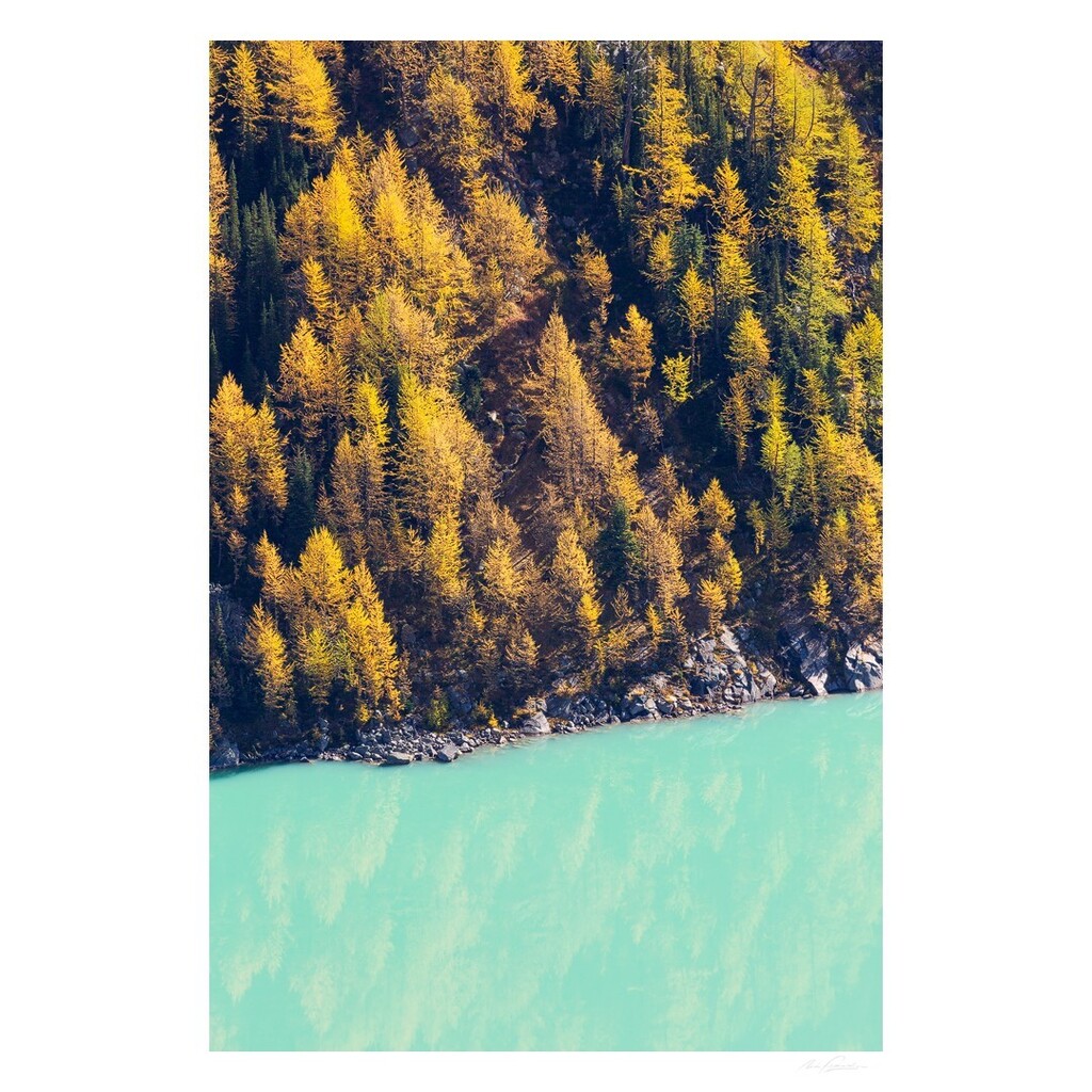 nfitzphoto's tweet photo. Yellow &amp; Turquoise, an irresistible colour combination!

My fall photo adventure to Taylor Lake in Banff National Park on Sunday September 25th has spots available! There is a link in my profile if you would like to join. https://t.co/8PvAc0hny1 https://t.co/oxE23f2FUD