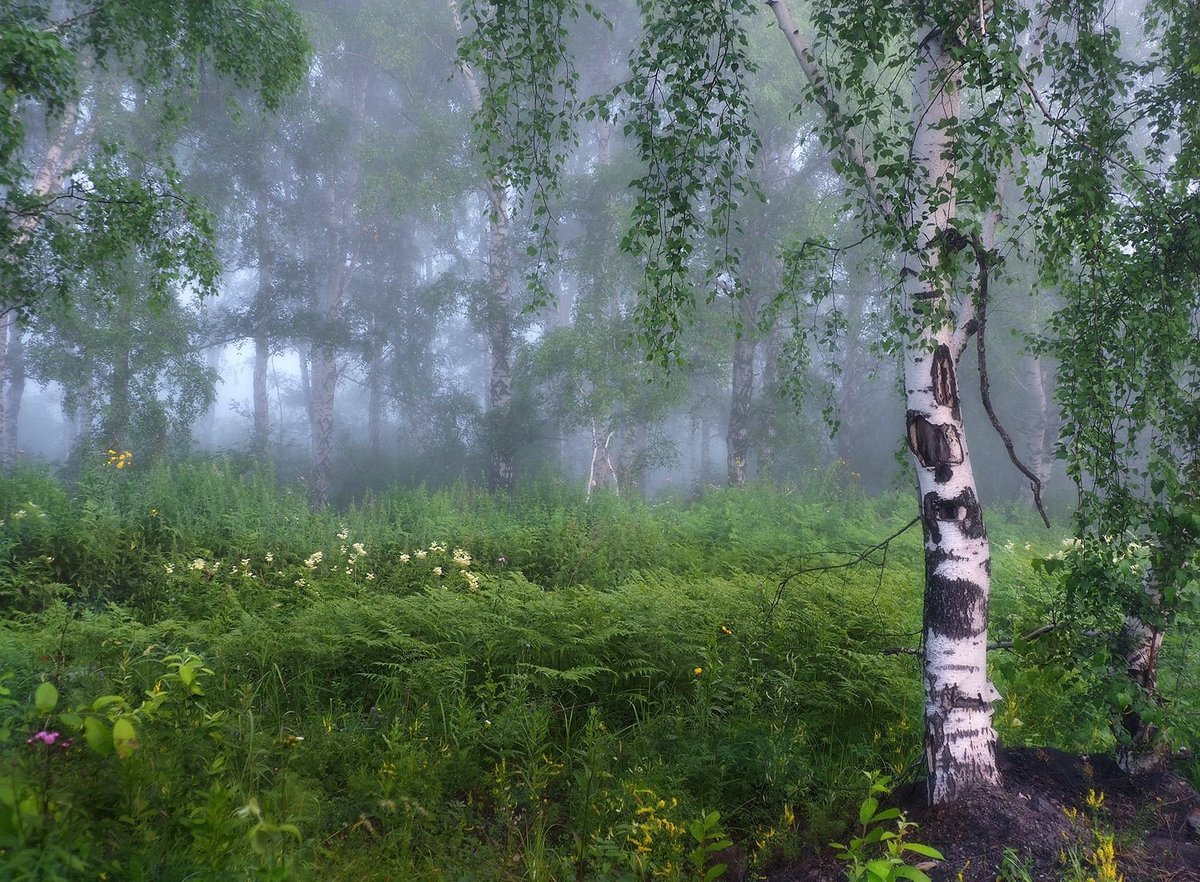 плакучая береза. улыбнись сонные березки растрепали шелковые косы шелестят зеленые. растрепанные березки. весенняя березка плакучая. зелёные серёжки берёзки растрепали.