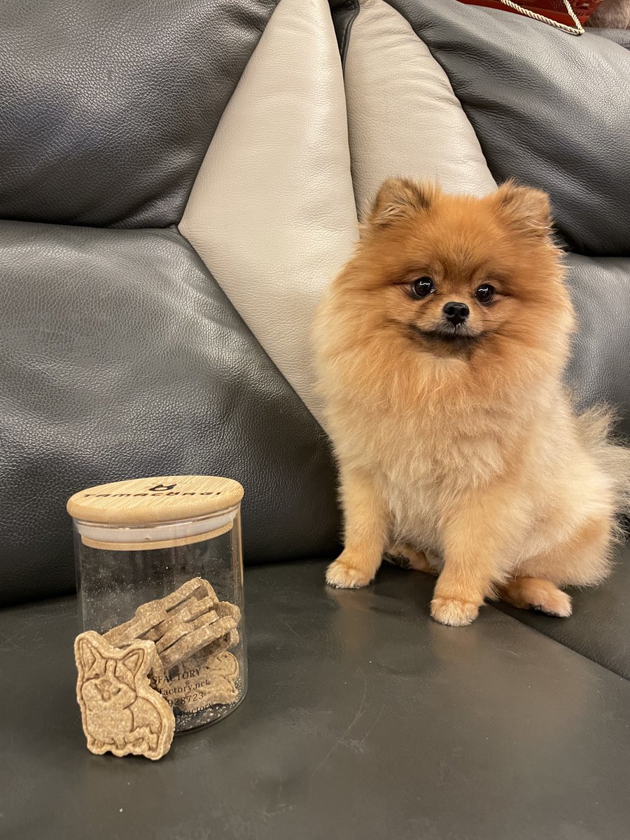 Tamacorgi tweet media