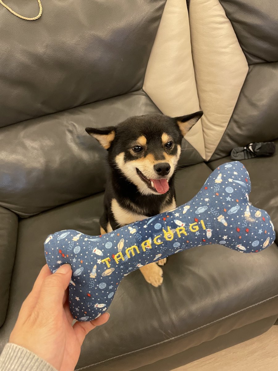 Tamacorgi tweet media