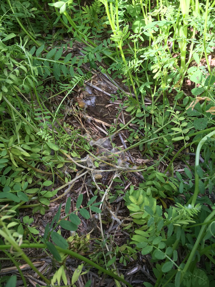 Joshua Fanning tweet media