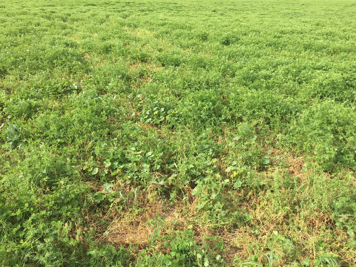 Are you seeing Sclerotinia in pulses in Vic? <a href="/VicGovAg/">Agriculture Victoria</a> is looking for Sclerotinia paddocks and/or samples for a new National <a href="/theGRDC/">GRDC</a> Project led @nswdpi.

This will better help us understand Sclerotinia in pulses and its management. DM me if you have a paddock.