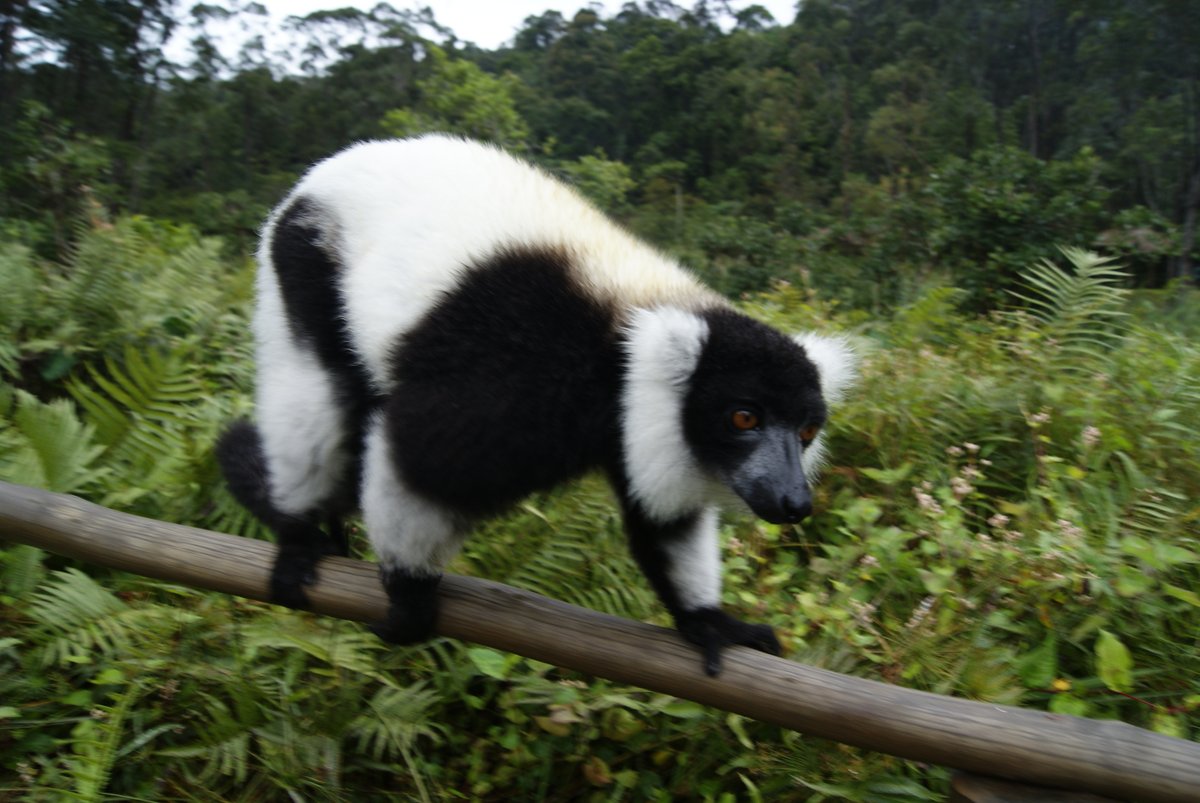 radiomada's tweet photo. #Madagascar : Le #MakiVari ou #Varika est un #lémurien endémique à l'Île Rouge mais très menacé de braconnage. De couleur noir & blanc, on le rencontre souvent dans les forêts #Malagasy de la Côte-Est de #Madagasikara #VisitMadagascar #MyMadagascar https://t.co/1pydMTPzDo https://t.co/oBcwzCpnEk