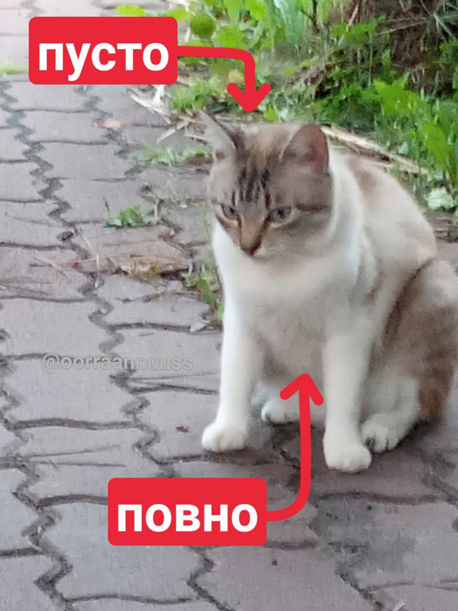 hvist_luska's tweet photo. https://t.co/zFeqpDwpMc