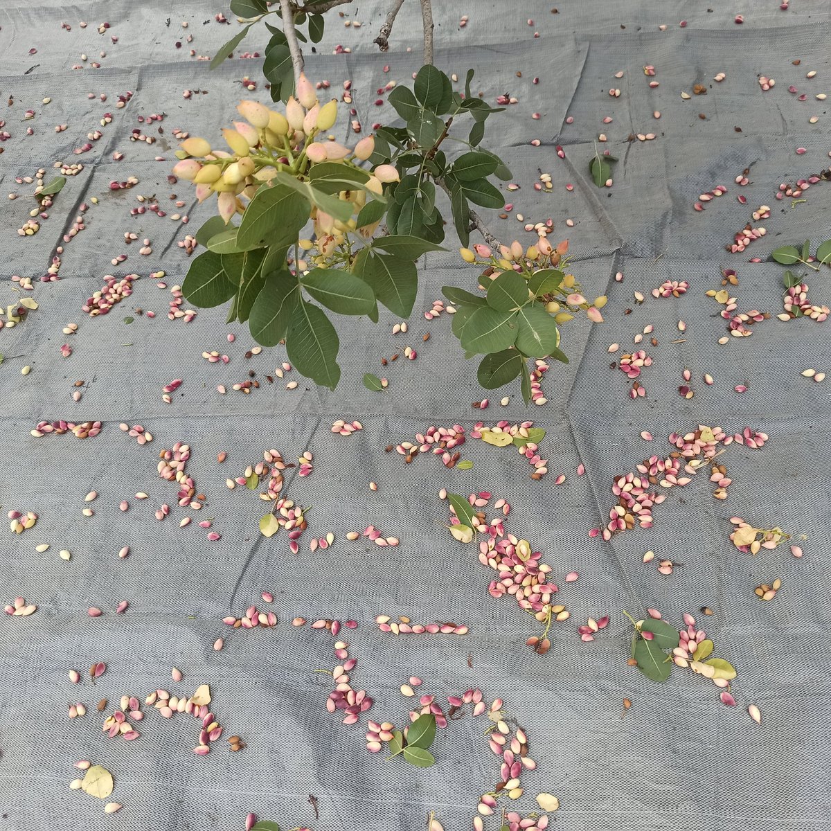 RedEnveloops's tweet photo. We #Growth OUR OWN #Organic #BeeYourOwnBank -#Aegina #Pistachio P.D.O with the safety of @loopringorg wallet & #MINTING with athens.loopring.eth #Dynamic #NFTickets 100% #ZeroWaste #ESG © 2012 #Mint #Trees #Physical #NFT #NFTs #NFTshops https://t.co/8DAnRKt9uQ