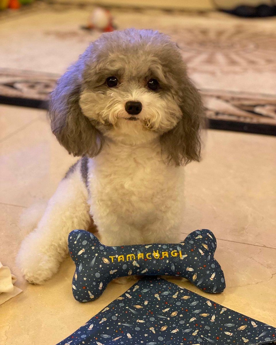 Tamacorgi tweet media