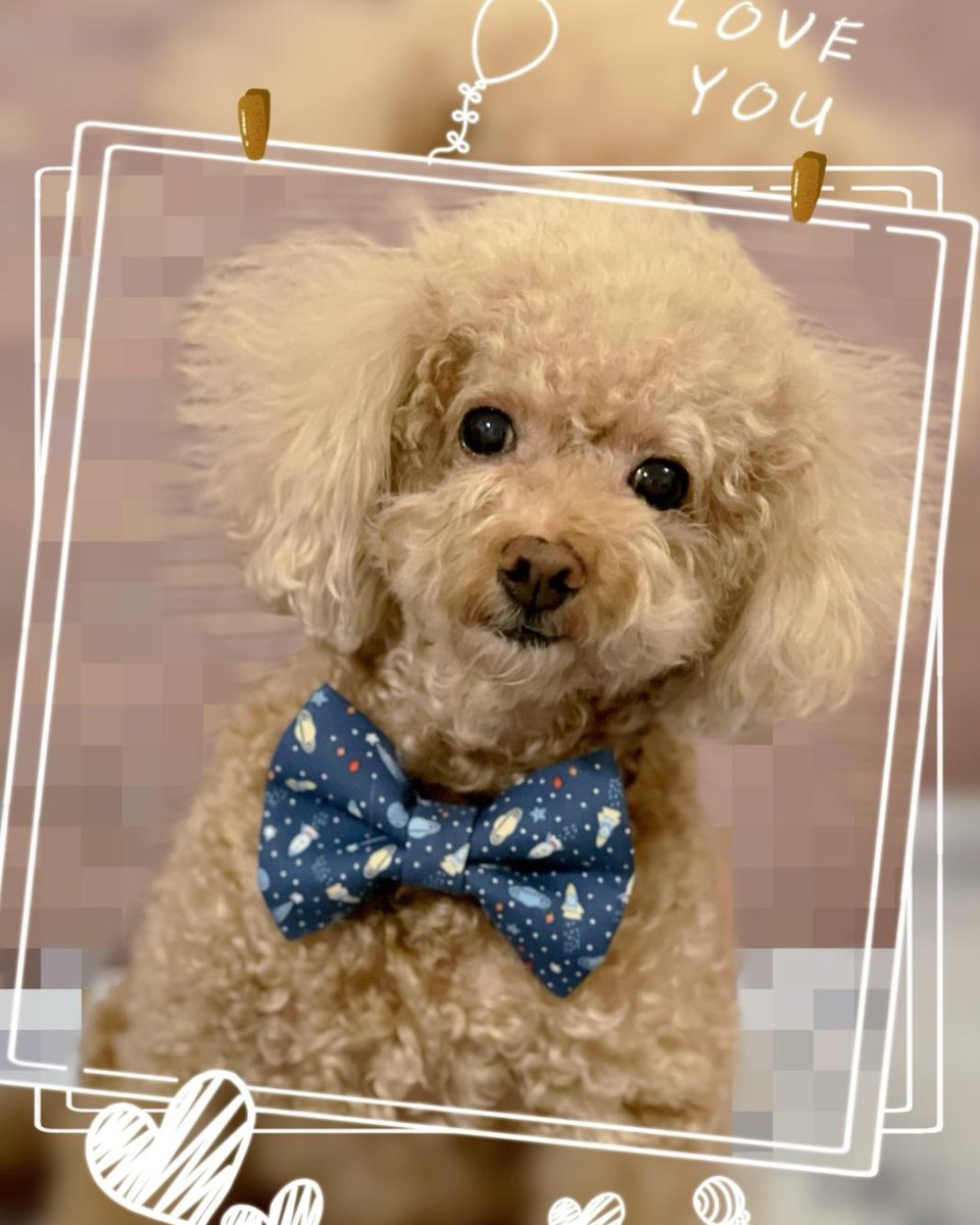 Tamacorgi tweet media