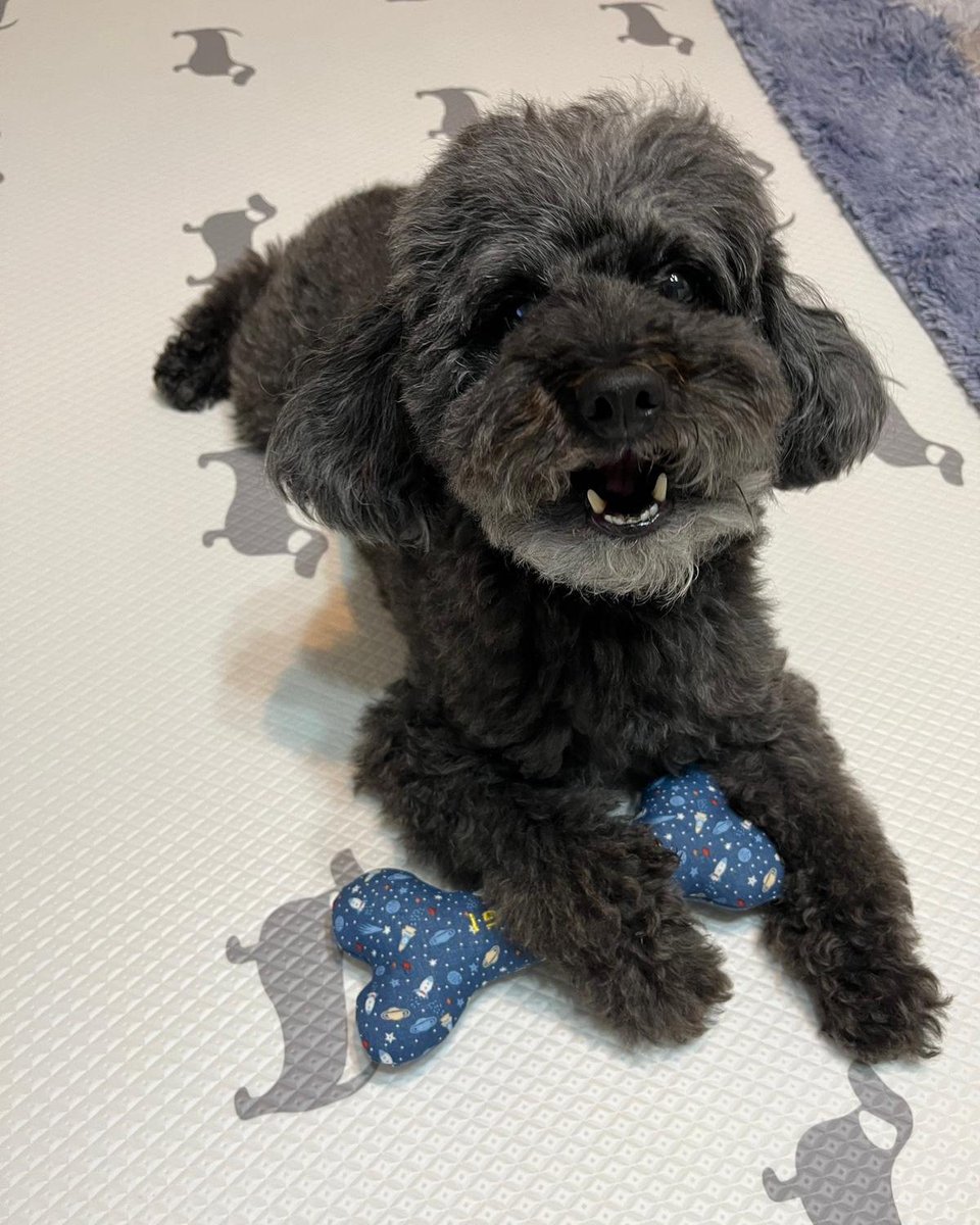 Tamacorgi tweet media