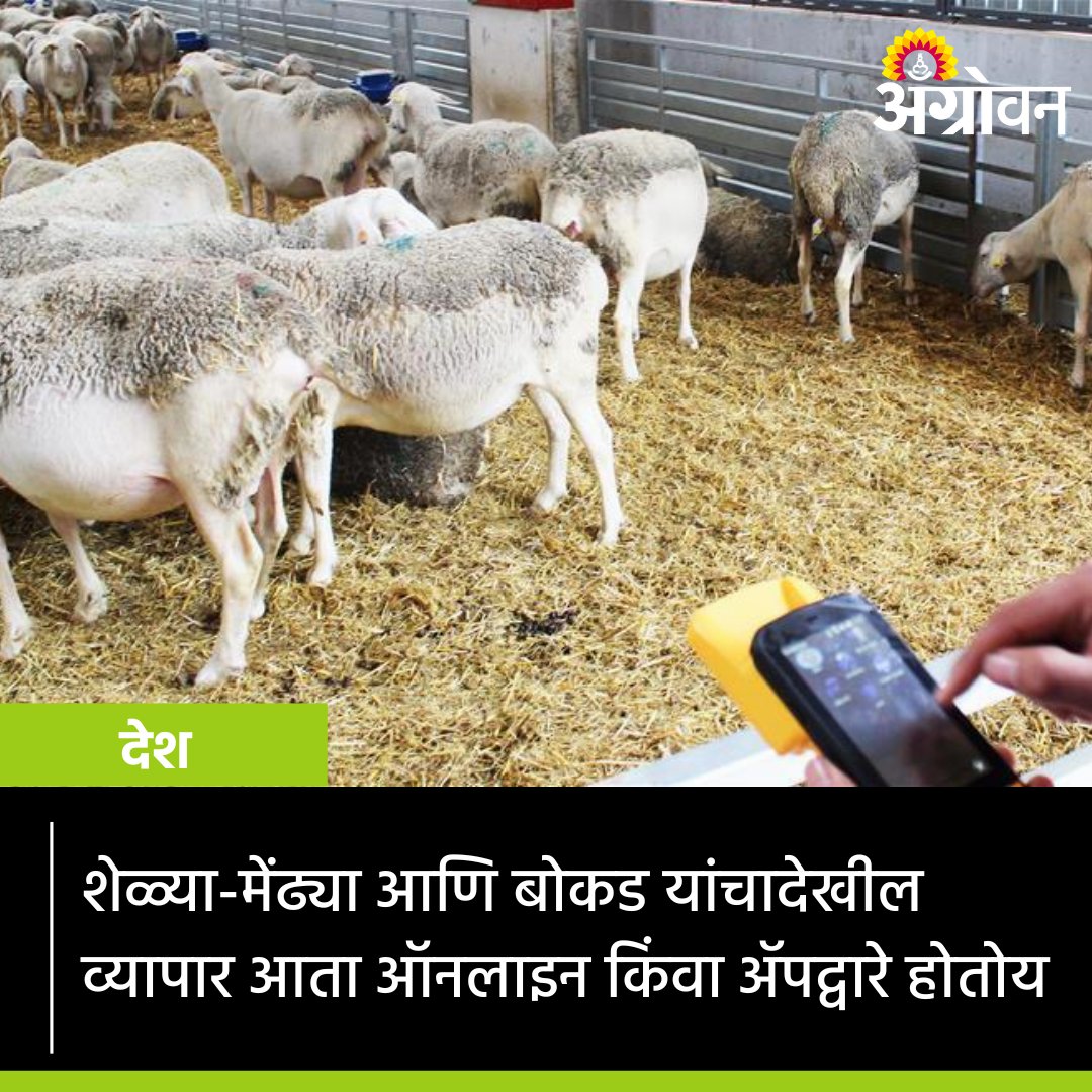 AGROWON's tweet photo. एनसीडीईएक्स ई-मार्केट्स लिमिटेड आणि कर्नाटक शीप अँड वूल डेव्हलपमेंट कॉर्पोरेशन या संस्थांनी एकत्र येऊन शेळ्या, मेंढ्या आणि बोकड यासारख्या पशुधनाचा ऑनलाईन व्यापार करण्यासाठी एक ॲप सादर केले.
https://t.co/HSEtGR2eff
@ncdexofficial #Agrowon #NEML #KSWDC #GoatTrading #SheepTrading https://t.co/Hlk2Quus24