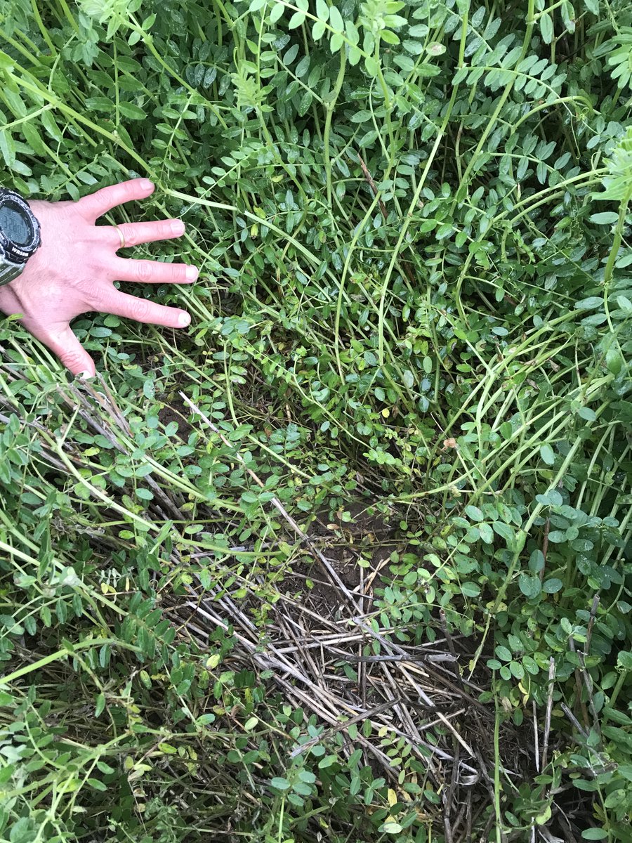 Botrytis starting to build in April 13 sown vetch disease management trials at Kalkee. Just 1 spray with Miravis Star keeping it nice and clean.
<a href="/JamesConsi/">James Consi</a> <a href="/FanningJosh_/">Joshua Fanning</a> <a href="/farmer_dj/">David Jochinke</a> <a href="/mattrohde8/">Matt Rohde</a>