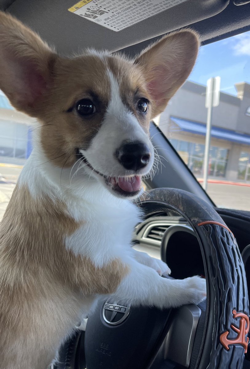 rinthecorgi's tweet photo. Angel with not so Angel intentions…what’s she planning behind the wheel!?🤔

#puppy #pembroke #corgicrew #corgi #teamcorgi #photogenic #aloha #baby #cute #cutie #princess #sincity #lasvegas #vegas #monday #goodmorning https://t.co/eq4Ueiucbb