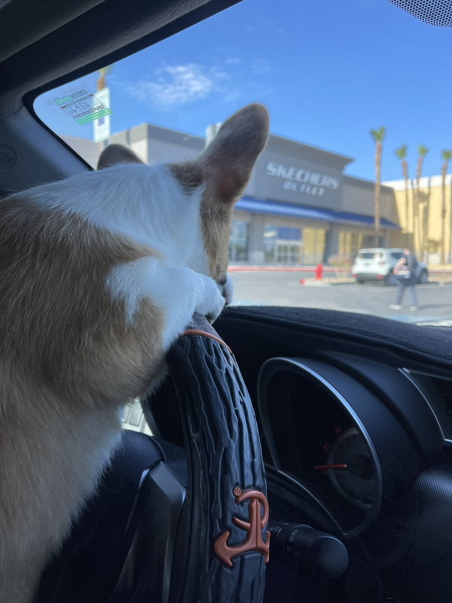 rinthecorgi's tweet photo. Angel with not so Angel intentions…what’s she planning behind the wheel!?🤔

#puppy #pembroke #corgicrew #corgi #teamcorgi #photogenic #aloha #baby #cute #cutie #princess #sincity #lasvegas #vegas #monday #goodmorning https://t.co/eq4Ueiucbb