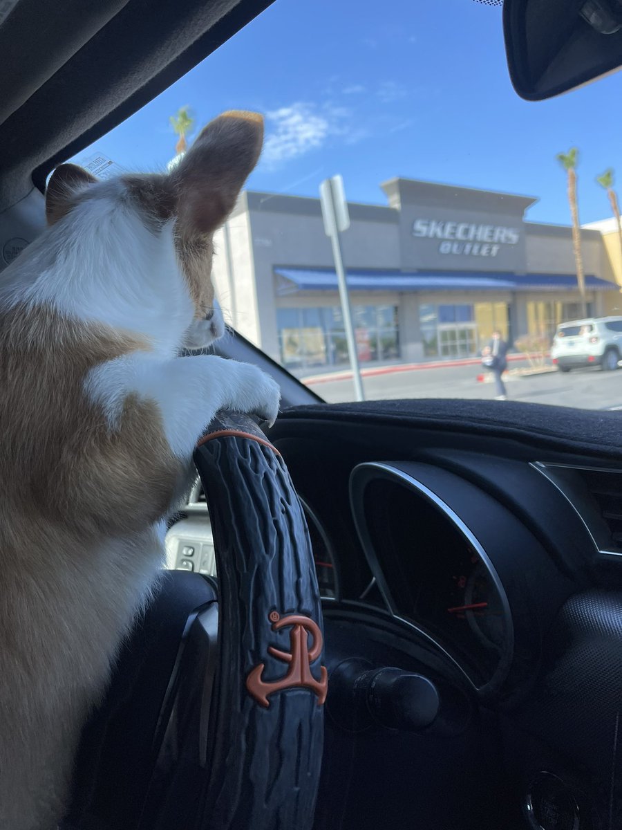 rinthecorgi's tweet photo. Angel with not so Angel intentions…what’s she planning behind the wheel!?🤔

#puppy #pembroke #corgicrew #corgi #teamcorgi #photogenic #aloha #baby #cute #cutie #princess #sincity #lasvegas #vegas #monday #goodmorning https://t.co/eq4Ueiucbb