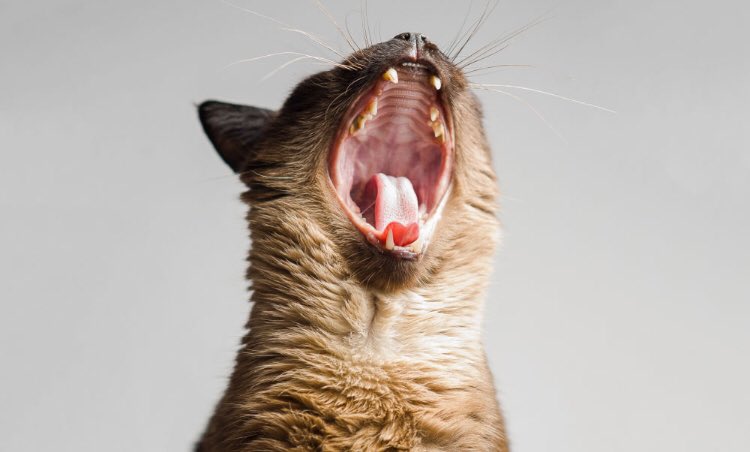 Getsetpet's tweet photo. Good morning from all the team and furries at GetSetPet! 🐱✨

We hope you have a cat-tastic day! 🐱👍🏻

#CatsOfTwitter #cats #goodmorning #GoodMorningTwitterWorld #Mondayvibes #MondayMotivation #Mondaymorning https://t.co/Kk5VAJMgkk