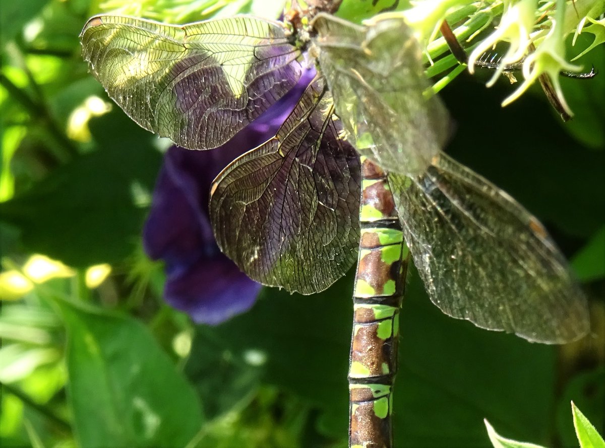 Good morning, from my garden.