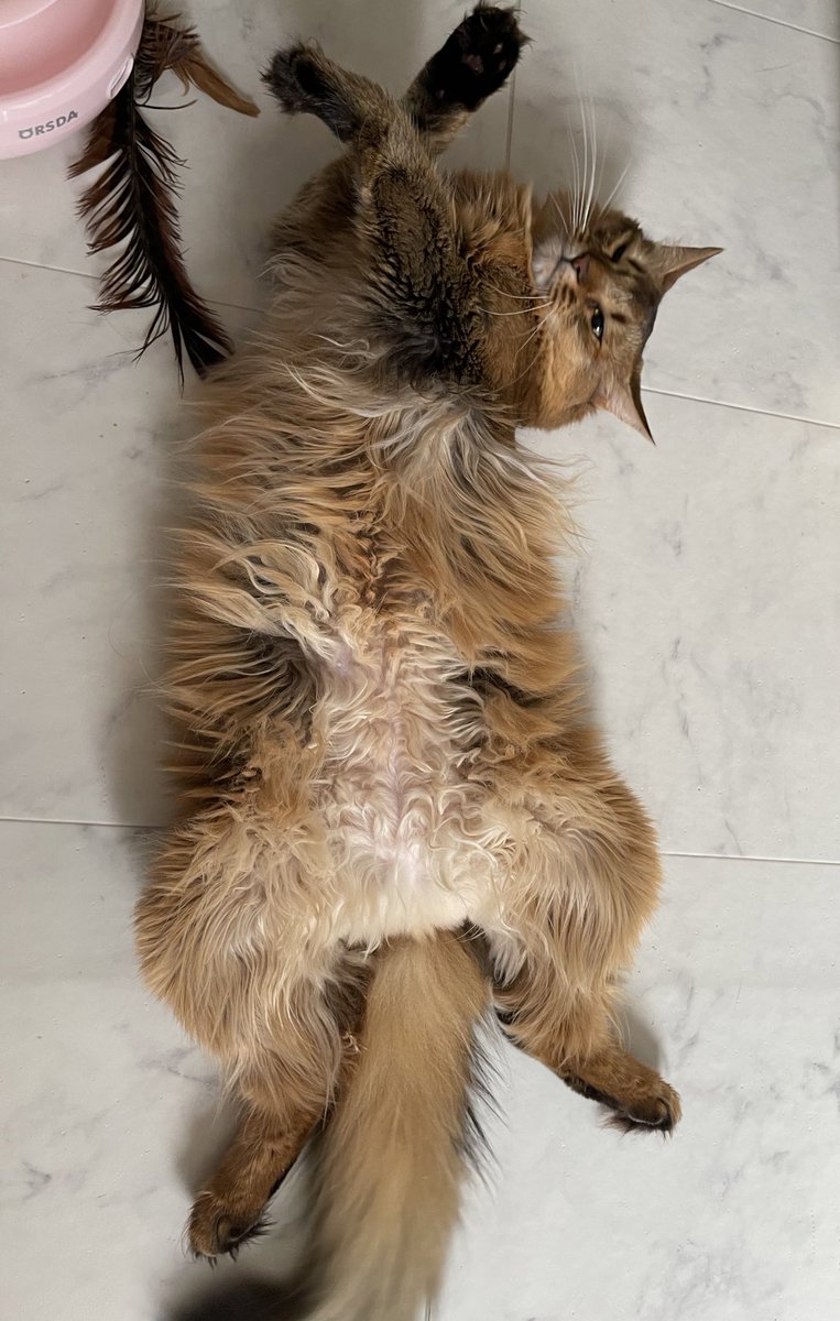 name_mugi's tweet photo. 顔と腹毛とあんよ( ˊᵕˋ )

 #ソマリ
 #猫がいる暮らし 
 #猫好きさんと繋がりたい 
 #猫写真 https://t.co/73EY4o3Qj4