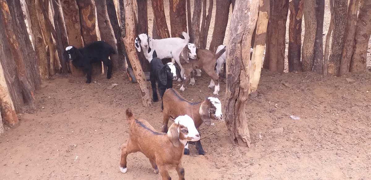 The guys I hang around with now😁 #Farming in MatLand of Zimbabwe