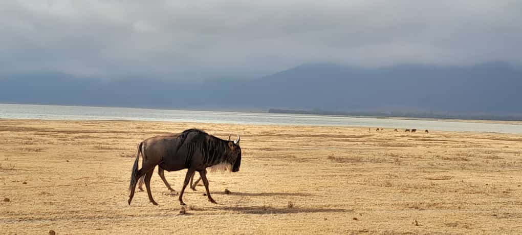 ecosafaris_tz's tweet photo. The truest wild beasts live in the most populous places.
 
Question.
How many legs do you see?
📷 #Albert_Samweli1993 
#Serengeti #Wildbeasts #Migration #Game_drive #Tour_guide #Photography #unforgetable #Experience #Tanzania 
👉 @ecosafaris_tz 
#tourism #Culture #History #Arts https://t.co/vbtQQEif1L