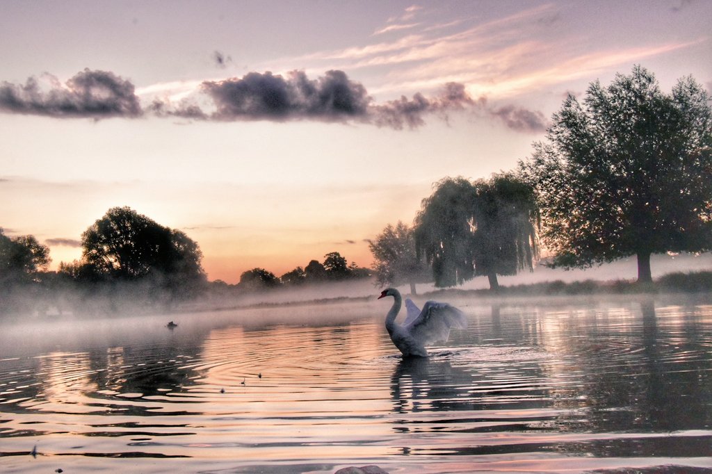Mindy70161169's tweet photo. "Monday the beginning of one beautiful week." Some misty beautiful sunrise moment's to brighten your day.
"Have a good day." #bushypark #loveukweather #CapturingInspiration @theroyalparks @BBCWthrWatchers @itvlondon @SallyWeather @Piethagoram @Visit_Richmond1 @BBCCountryfile https://t.co/jdXFQq5QEN