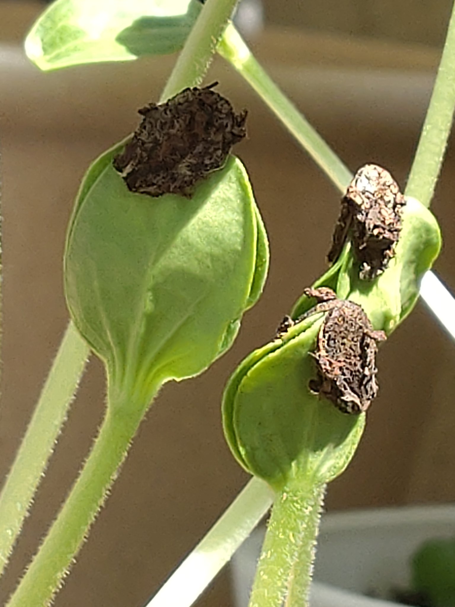 スイカのタネ Twitter Search Twitter