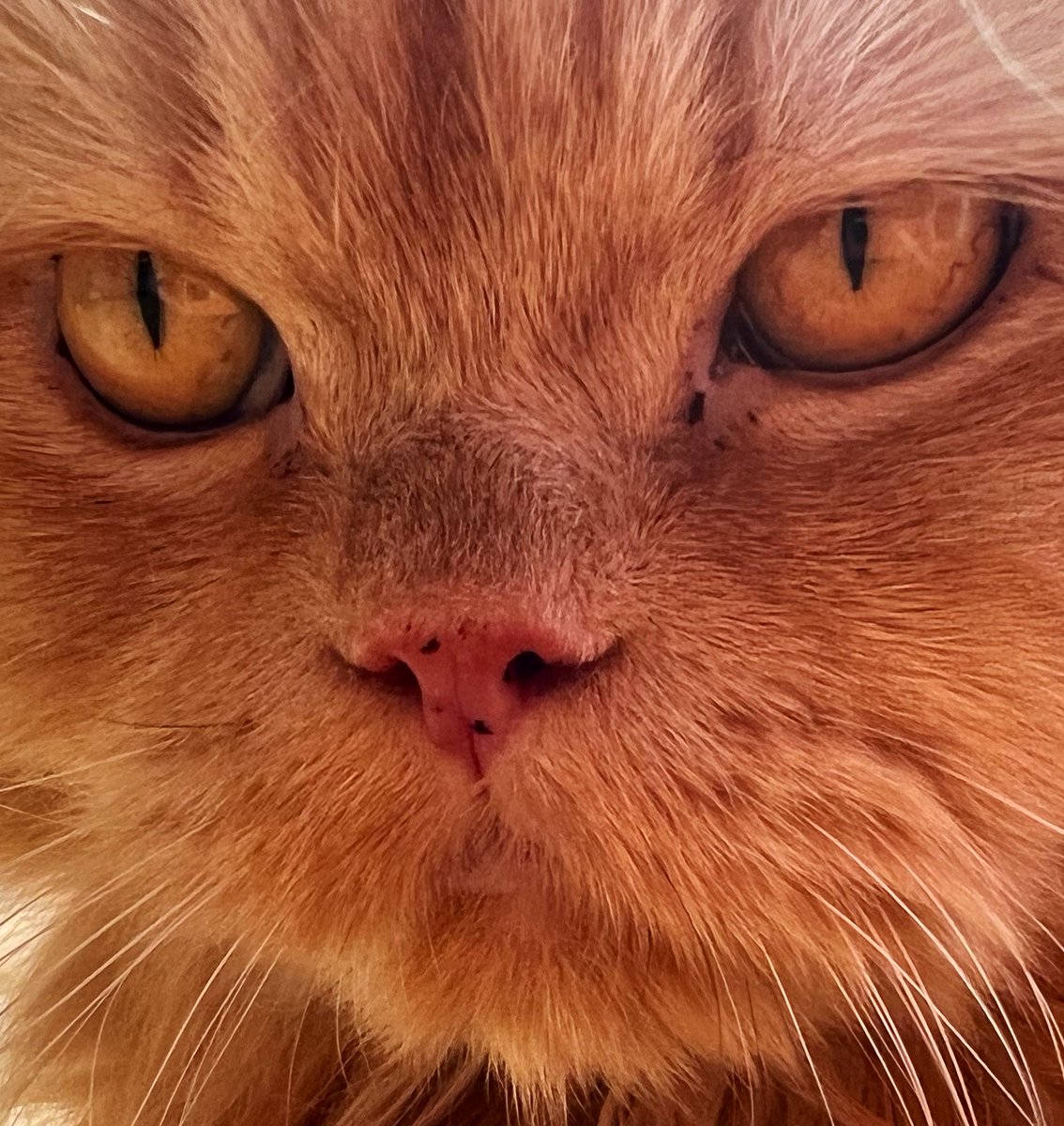 Going into the office and seeing people is great and all, but I wish I could bring my cats with me.