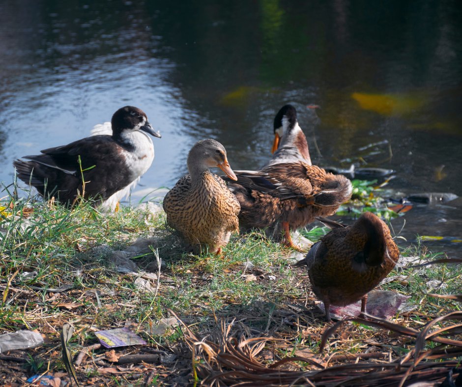 loveessexuk's tweet image. Did you know that more than two million pieces of #Litter are dropped every day in the UK? 😲

Even the smallest bit of litter can harm local #Wildlife 🐞 🐭 🐤

If you're out, remember to dispose of your waste sensibly. If bins are full, take your rubbish back home with you.
