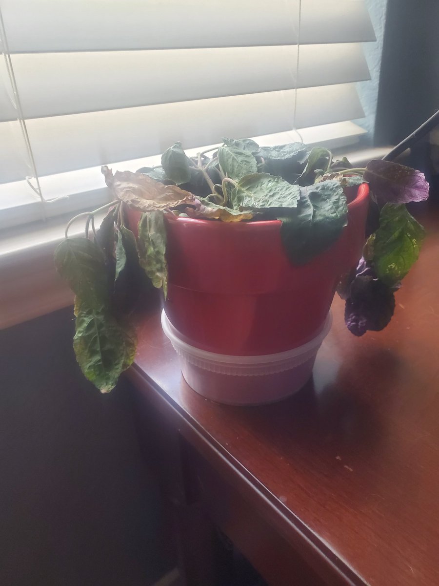 odogg512's tweet photo. Brought this lil guy back to life in just a few hours. So strange how plants can do this https://t.co/oLYxRXQWdg