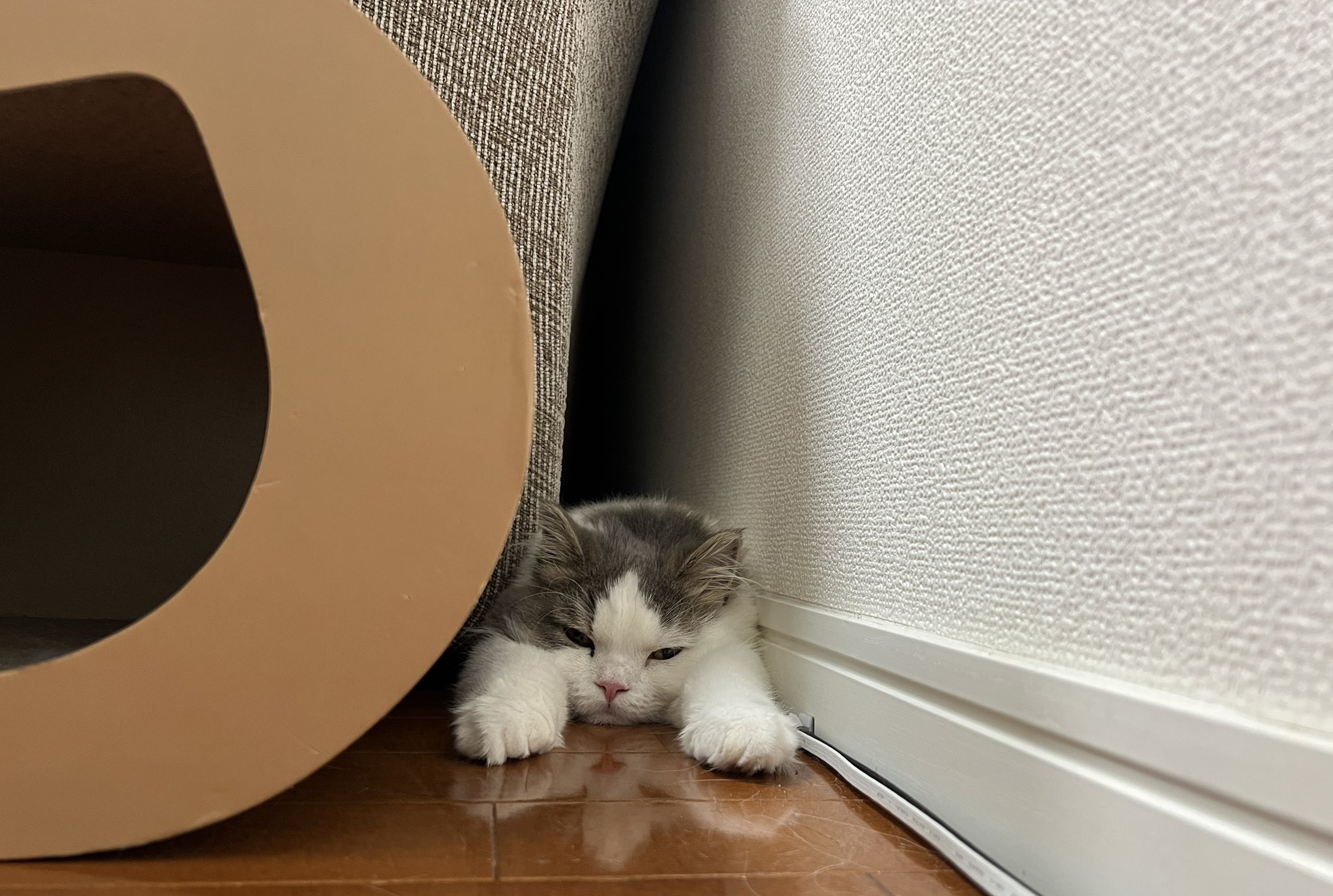 まつたけ (matsutake_cat) / Twitter