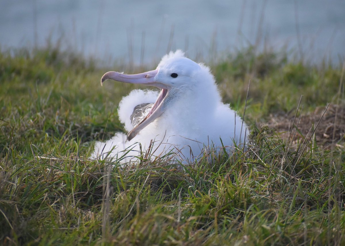 Big yawn for big albatross chick! 🥱

It’s tiring stuff being a seven month old albie baby..waiting for food, picking some grass, having a nap..goodness me! 
#albatross #dunedinnz 

📷 Laura Findlay