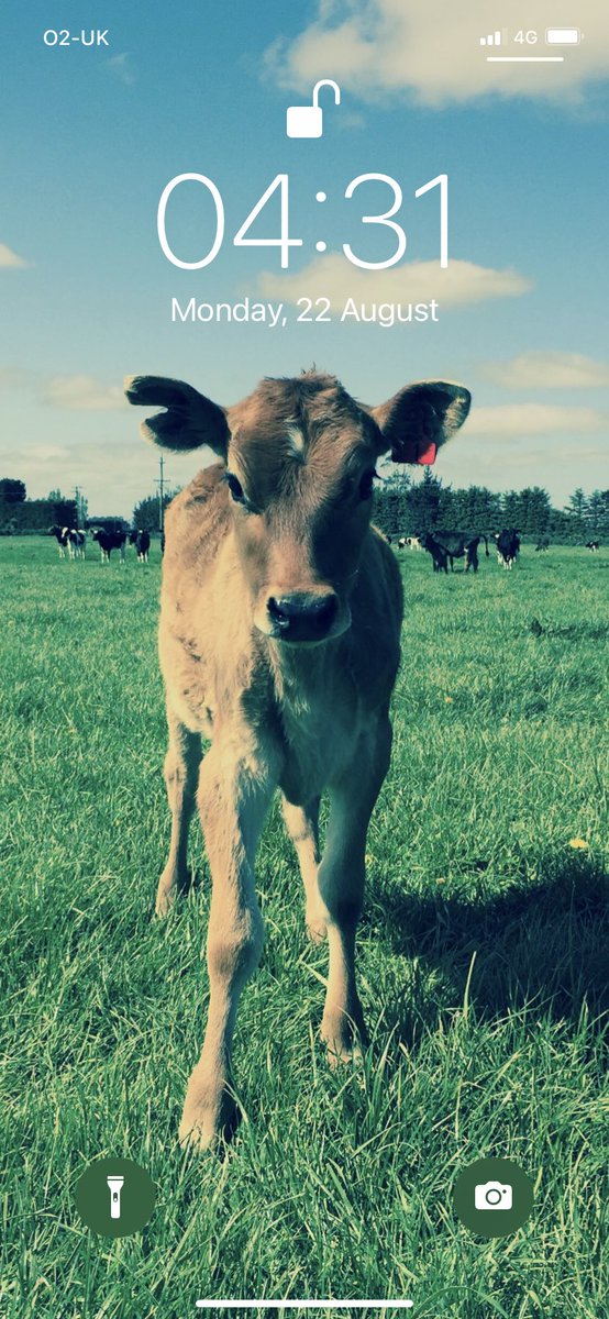 AlisonBraid's tweet photo. @dairymanNZ Still have her as my lock screen https://t.co/GO8yd3xbBU