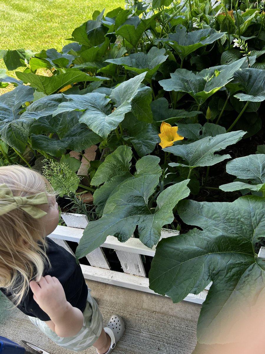 bentonfarms's tweet photo. This little farmer checking on her pumpkin 🎃 plant! Yes their our bees pollinating and a pumpkin is on there now!! Little farmer Wednesday 10 am sept 14 for 12 weeks https://t.co/f9yaFLyzl6