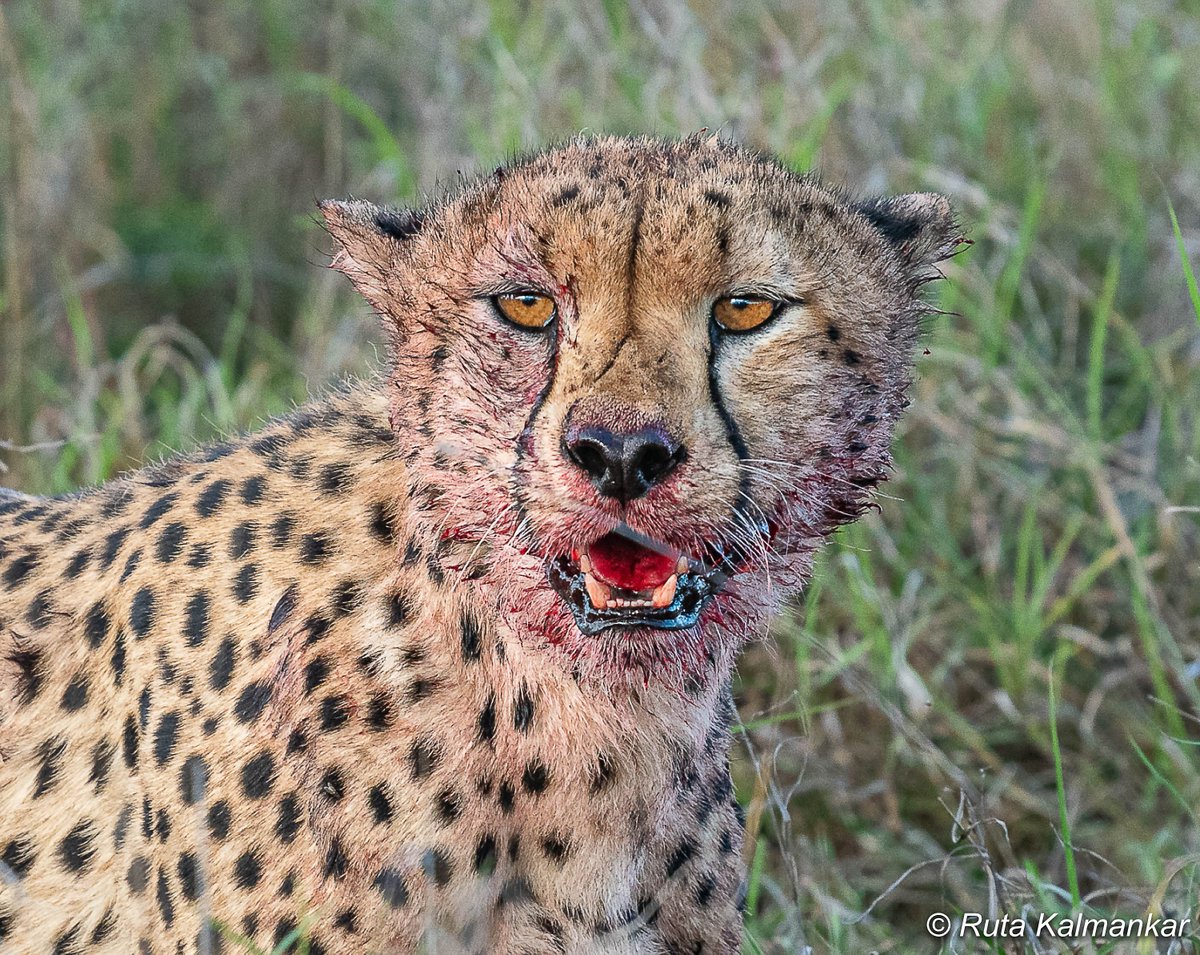 Ruta Kalmankar tweet media