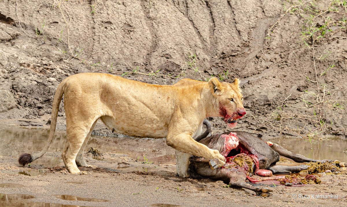 Ruta Kalmankar tweet media