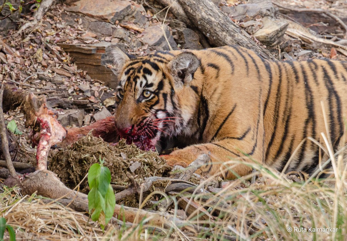 Ruta Kalmankar tweet media