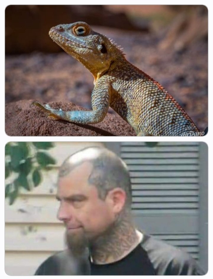 1McCall2022's tweet photo. Frank "The Lizard" Williams, 41, of Yucaipa,  has NUMEROUS arrests for burglary, car theft, meth for sale, &amp; parole violations. The Lizard will be reported to the Sheriffs Department for ANY suspicious activity immediately. #Yucaipa https://t.co/g9aOZ5XHvz
