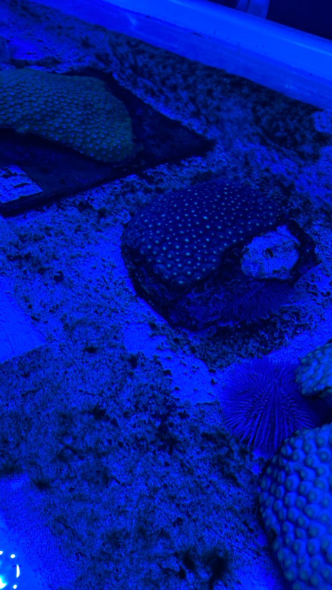 Benjamin_Limer's tweet photo. No filters, only filter feeding #TubeFeetForDays https://t.co/kGxZh4ebJm