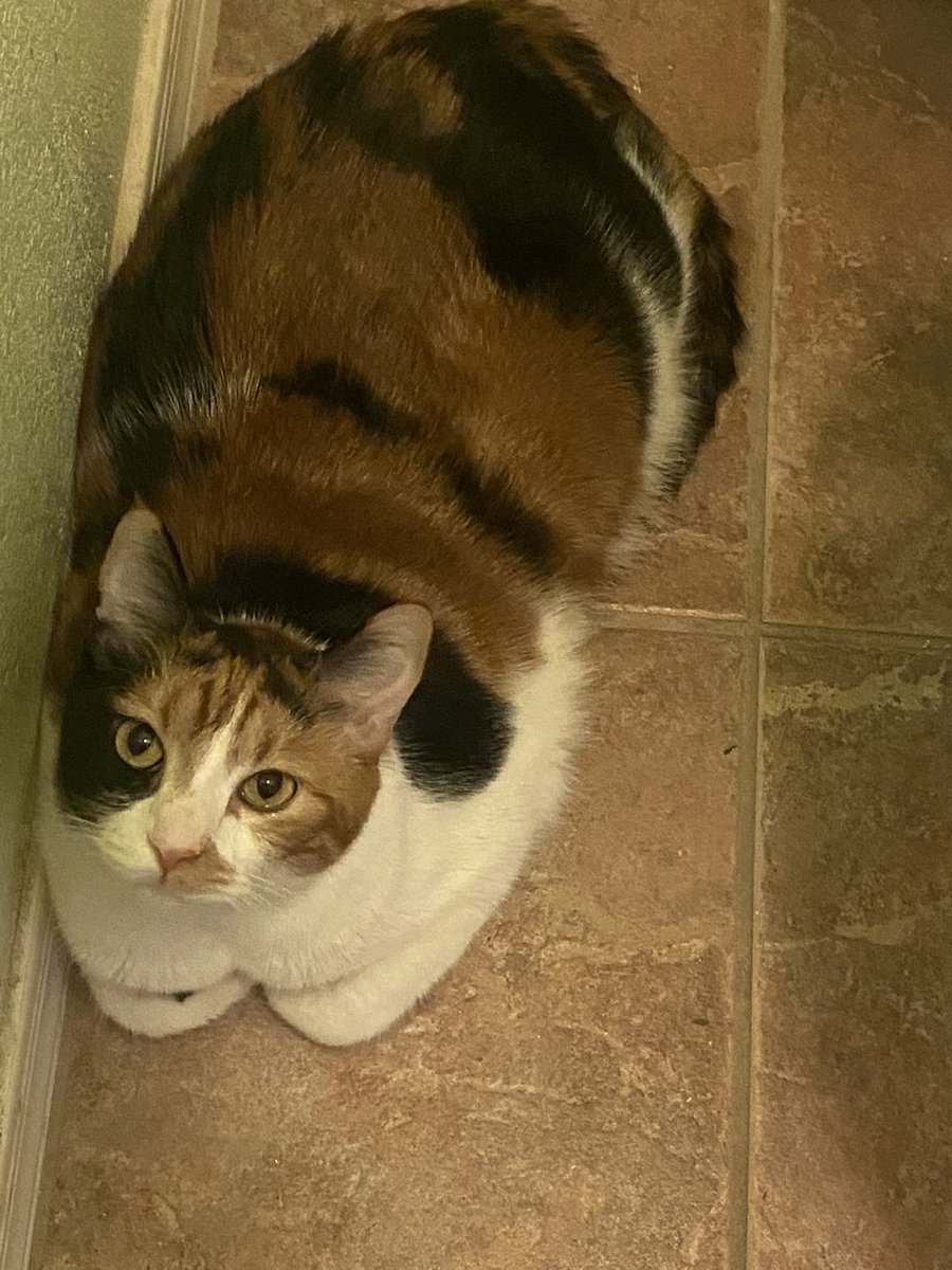 TheMusicWitch's tweet photo. @adamgreattweet Her full name is Tiabeanie Mariabeanie De La  Rochambeau Drunkowitz. 

I usually just call her Bean 😅 https://t.co/BENuYRTS8m