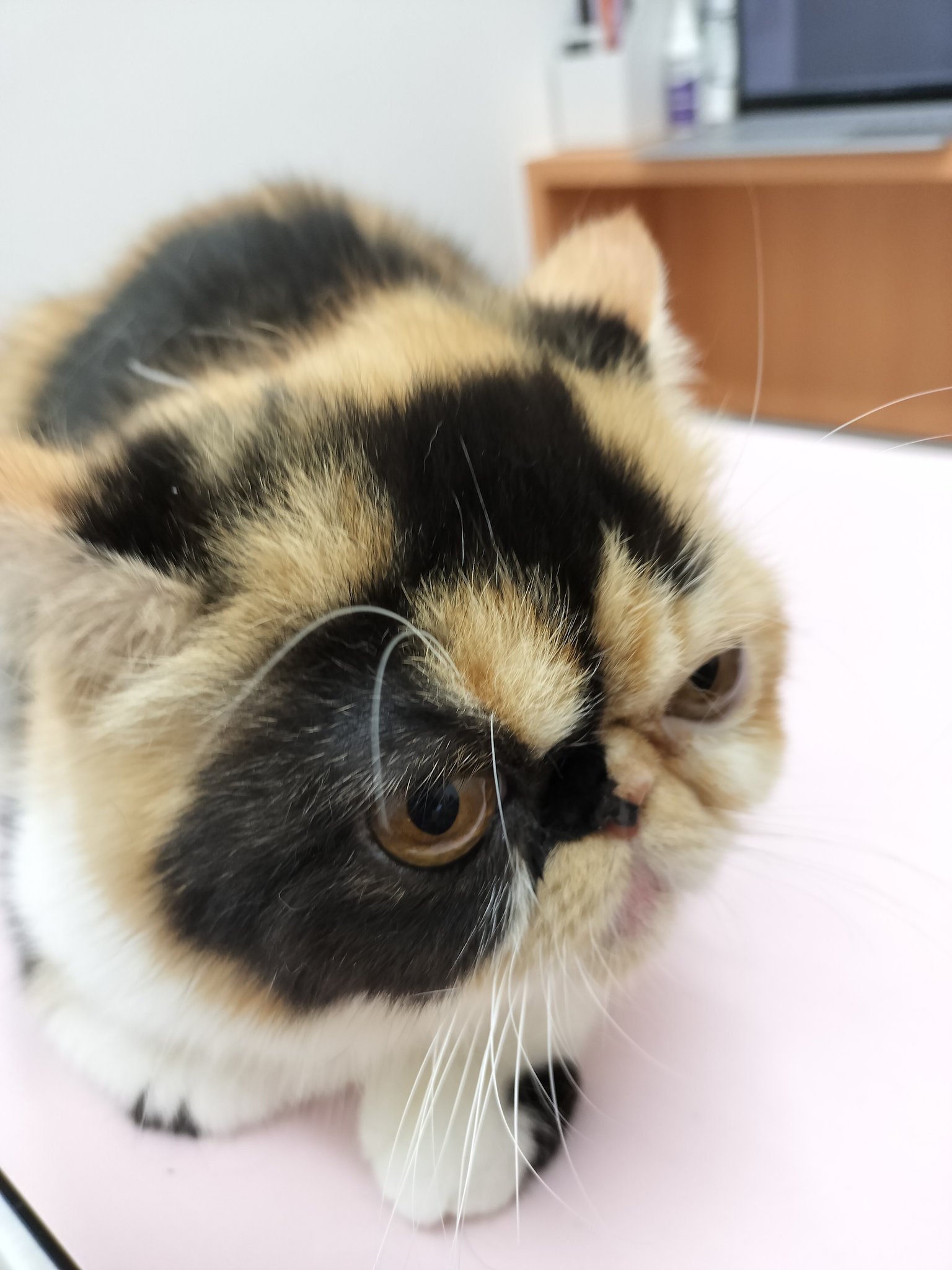ぶさかわねこ Twitter Search Twitter