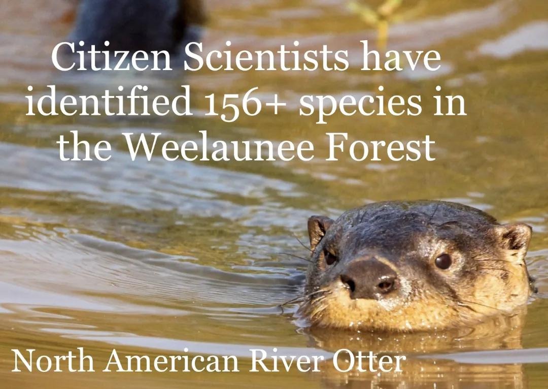 defendATLforest's tweet photo. Citizen Scientists have identified over 150 species in the threatened Weelaunee/South River Forest in Atlanta, including the North American River Otter https://t.co/Ci6JReGVcM