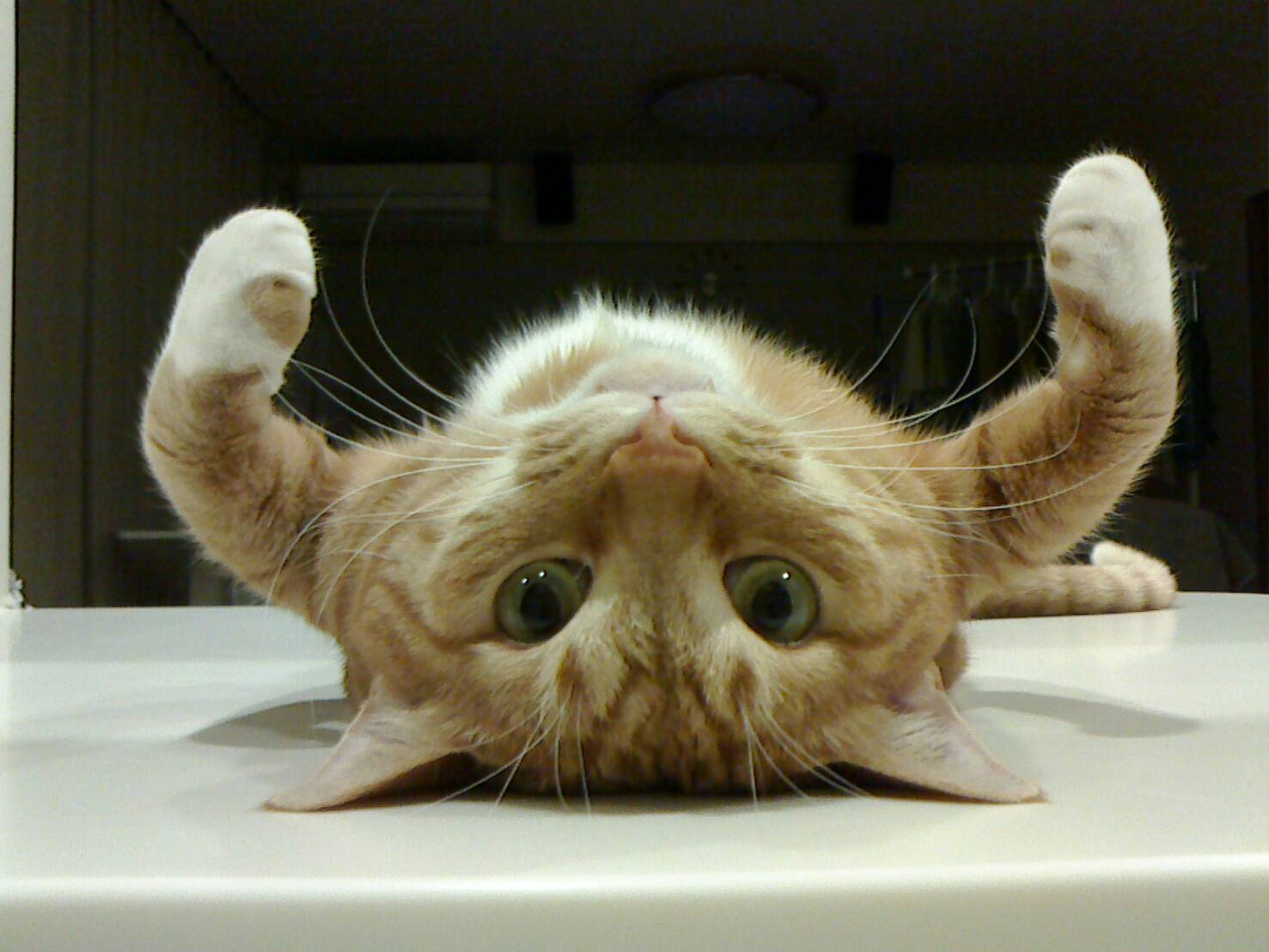猫まもり隊 Happycomecome6 Twitter