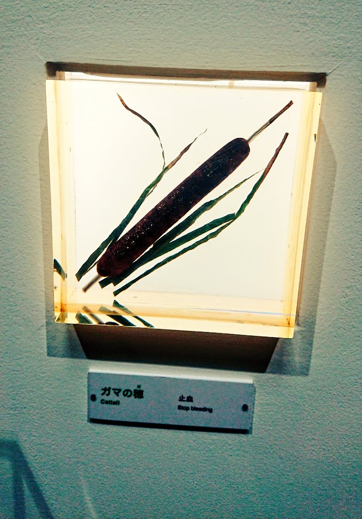 初めてこの博物館に来たときに、古事記の因幡の白兎に出てくるガマの穂を初めて見て、「実在するんだ!?」ってびっくりした。(沖縄では見たことなかった)今は、あの穂が固いのか柔らかいのか、触ってみたい………… https://t.co/KAwv5VUhYx