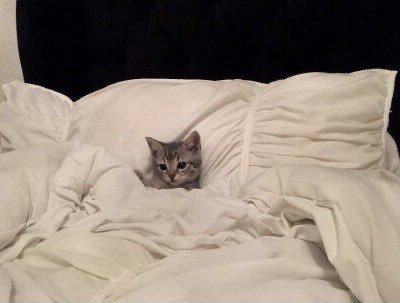 lee know as cats 🐱 tweet media