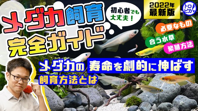 ゴールデンウィーク 熱帯魚を置いての長期旅行 について 17年3月27日 4月1日 トロピカ